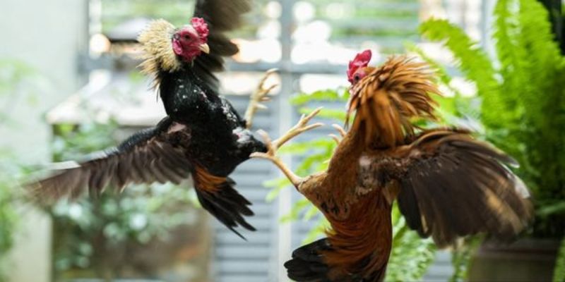 Những đặc điểm nổi bật của bồ gà cp3 là gì? Những đặc điểm nổi bật của bồ gà cp3 là gì?