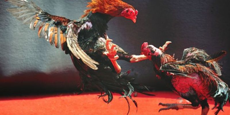 Giới thiệu tổng quát về bồ gà cp3 ở đâu - Chủ đề được nhiều người thắc mắc Giới thiệu tổng quát về bồ gà cp3 ở đâu - Chủ đề được nhiều người thắc mắc