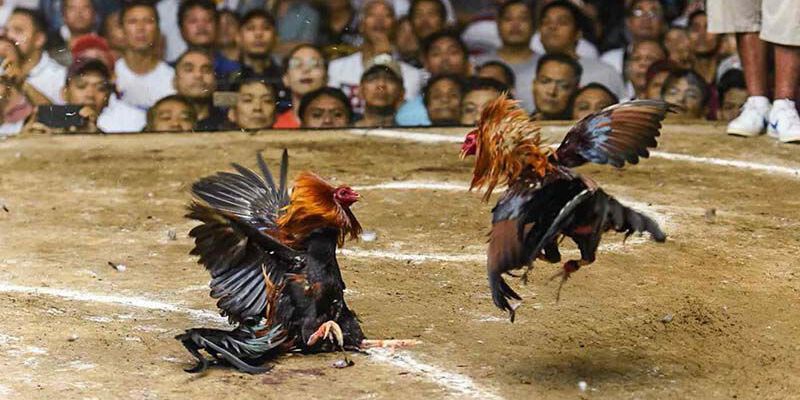 Những lưu ý khi lựa chọn và tham gia bồ gà cp3 ở đâu Những lưu ý khi lựa chọn và tham gia bồ gà cp3 ở đâu