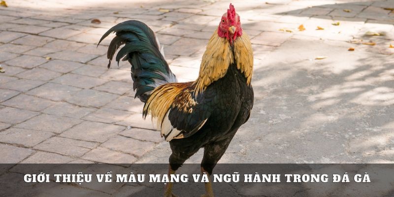 Nguyên lý của việc xem màu mạng chiến kê dựa trên ngũ hành Nguyên lý của việc xem màu mạng chiến kê dựa trên ngũ hành