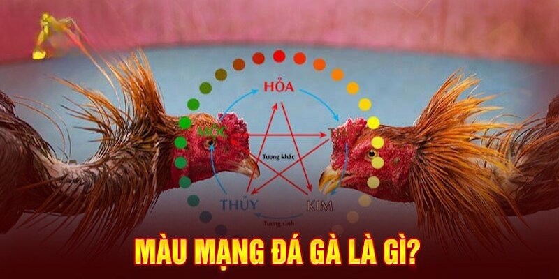 Tầm quan trọng của cách xem màu gà đá tại BJ38 là gì Tầm quan trọng của cách xem màu gà đá tại BJ38 là gì