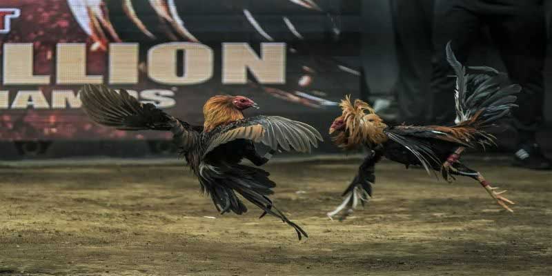 Các hình thức của gà đá được ưa chuộng nhất hiện nay Các hình thức của gà đá được ưa chuộng nhất hiện nay