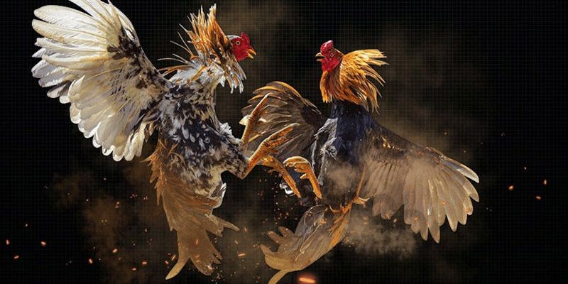 Đá gà 88 trực tiếp là gì? Đá gà 88 trực tiếp là gì?