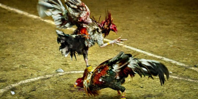 Ưu điểm nổi trội khi theo dõi trực tiếp đá gà 67 Ưu điểm nổi trội khi theo dõi trực tiếp đá gà 67