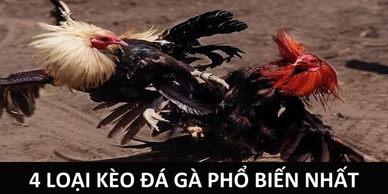 4 loại kèo đá gà phổ biến nhất