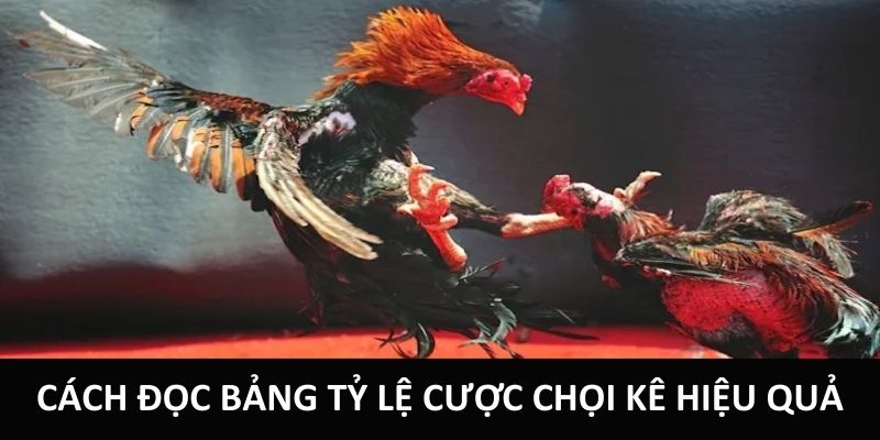 Cách đọc bảng tỷ lệ cược chọi kê hiệu quả