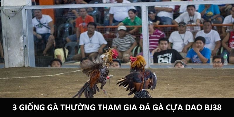 3 giống gà thường tham gia đá gà cựa dao BJ38