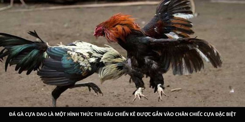 Đá gà cựa dao là một hình thức thi đấu chiến kê được gắn vào chân chiếc cựa đặc biệt.