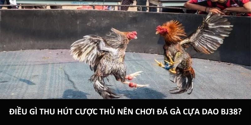 Điều gì thu hút cược thủ nên chơi đá gà cựa dao BJ38?