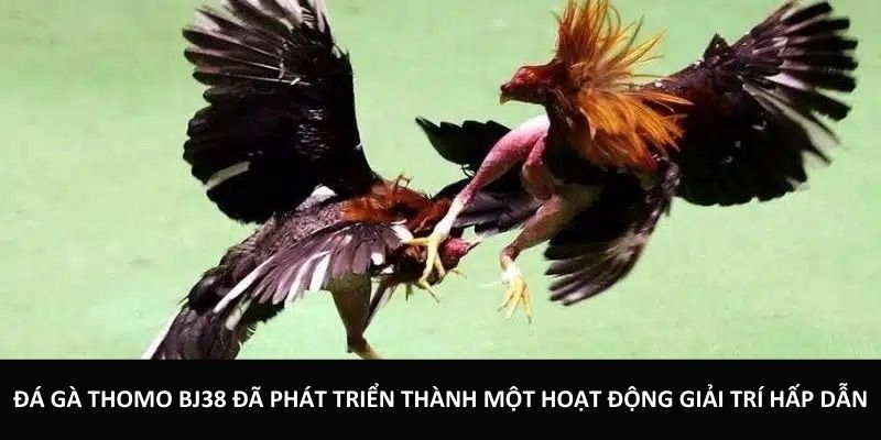 Đá gà Thomo BJ38 đã phát triển thành một hoạt động giải trí hấp dẫn
