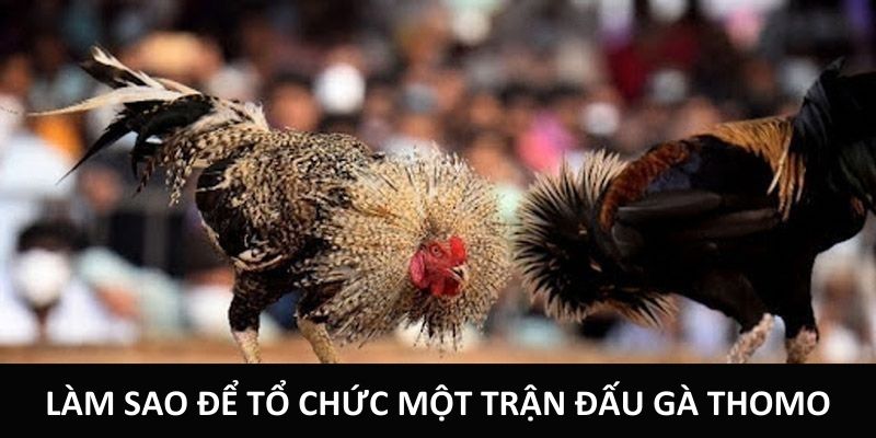 Làm sao để tổ chức một trận đấu gà Thomo