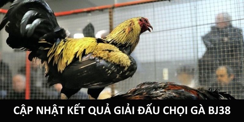Cập nhật kết quả giải đấu chọi gà BJ38