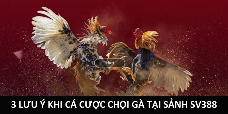 3 lưu ý khi cá cược chọi gà tại sảnh sv388
