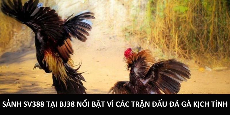 Sảnh SV388 tại BJ38 nổi bật vì các trận đấu đá gà kịch tính