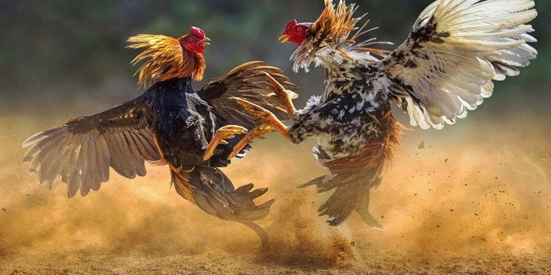 Bạn có thể tìm kiếm tất cả các hình thức chọi gà tại đây
