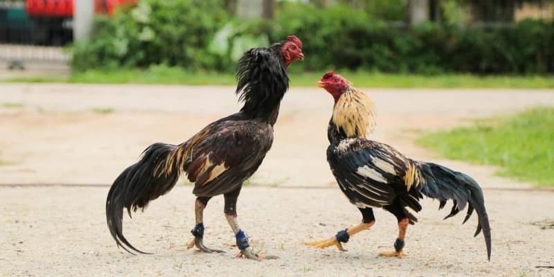 Giới thiệu đá gà cựa dao