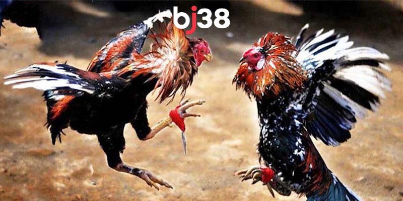 3 hình thức đặt cược phổ biến khi tham gia đá gà mạng trực tiếp