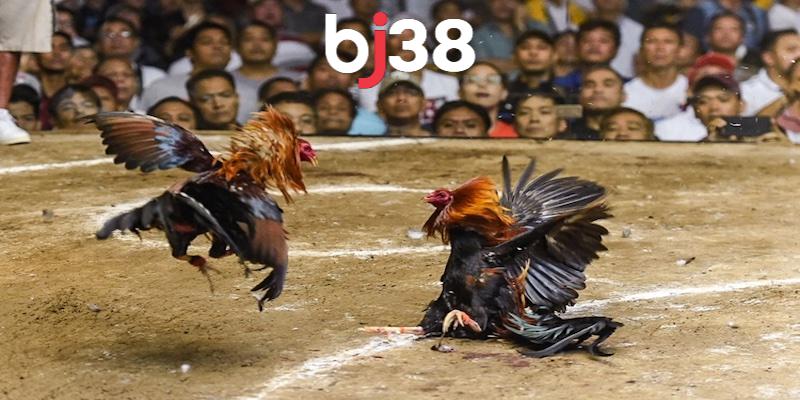 Trang đá gà uy tín BJ38 không chỉ đáp ứng được nhu cầu giải trí