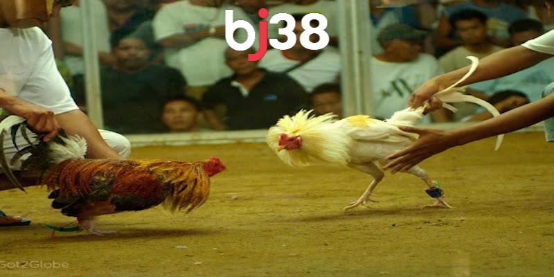 Vì sao bạn nên xem trực tiếp đá gà 88 tại BJ38?
