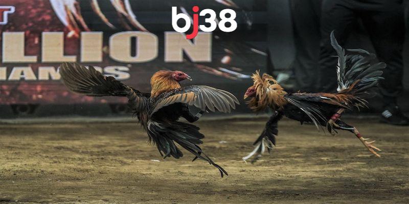 4 Lưu ý khi cá cược tại các trận đá gà trực tiếp