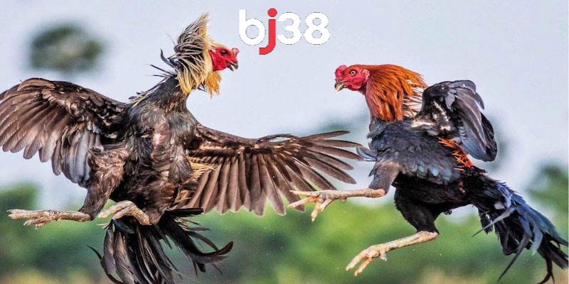 Cách tham gia cá cược trực tiếp đá gà cam tại BJ38