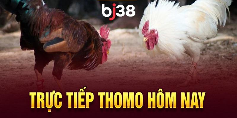 Mẹo cược trực tiếp đá gà thomo hôm nay c1 chắc thắng