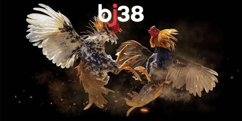 Ưu điểm khi xem đá gà Thomo tại BJ38
