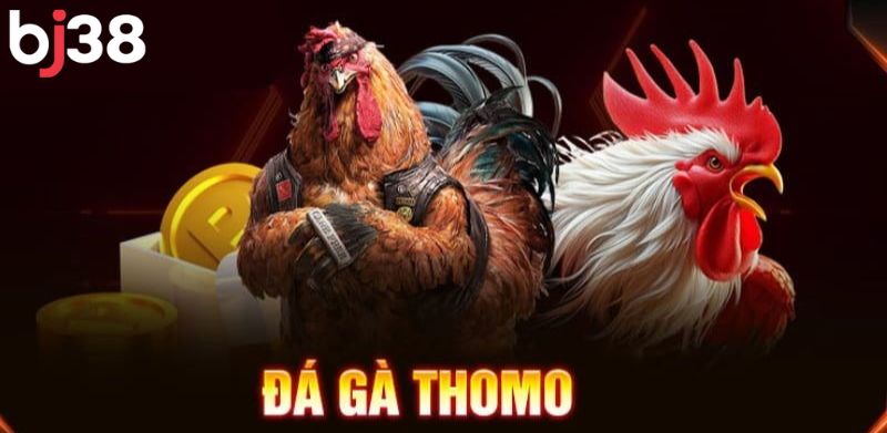 Đá gà thomo mới nhất