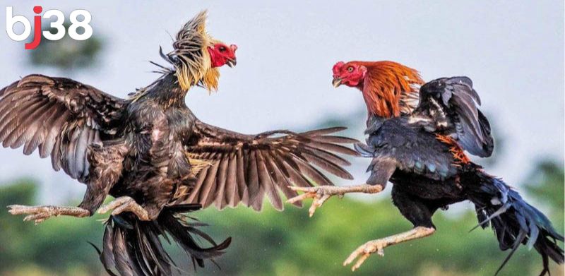 Đá gà Thomo nổi bật với chiến thuật chọi gà biến hóa khôn lường