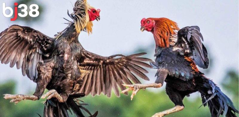 Trực tiếp đá gà thomo Campuchia
