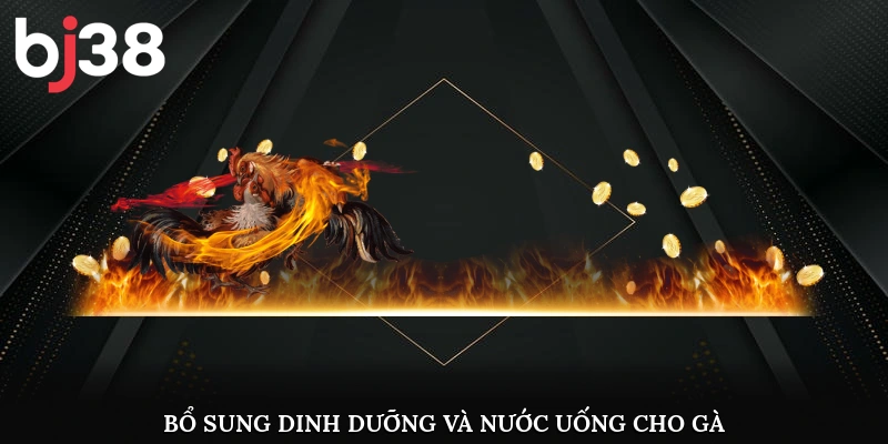Bổ sung dinh dưỡng và nước uống cho gà