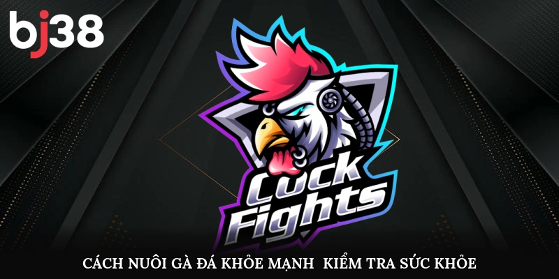Cách nuôi gà đá khỏe mạnh - Kiểm tra sức khỏe định kỳ