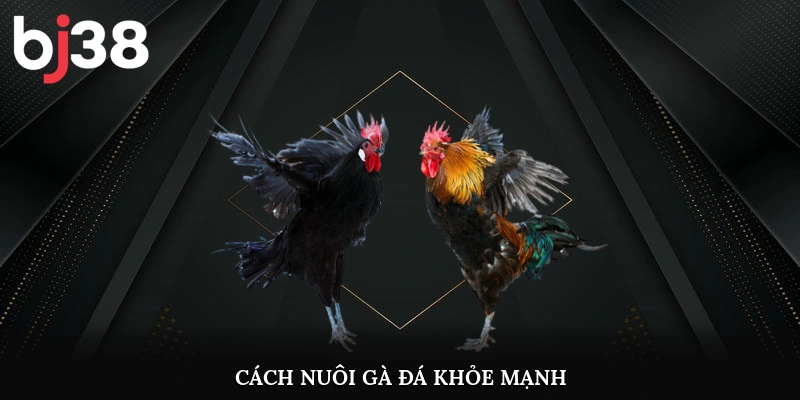 Cách nuôi gà đá khỏe mạnh