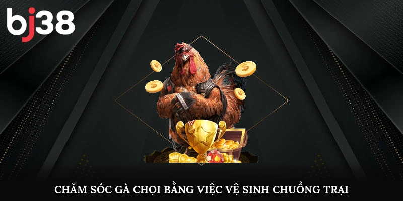 Chăm sóc gà chọi bằng việc vệ sinh chuồng trại 