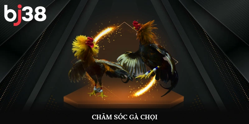 Chăm sóc gà chọi
