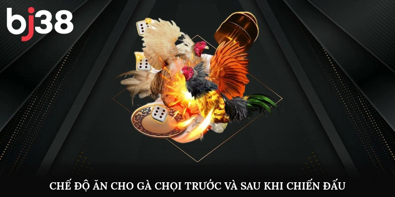 Chế độ ăn cho gà chọi trước và sau khi chiến đấu