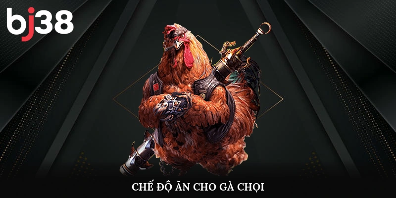 Chế độ ăn cho gà chọi