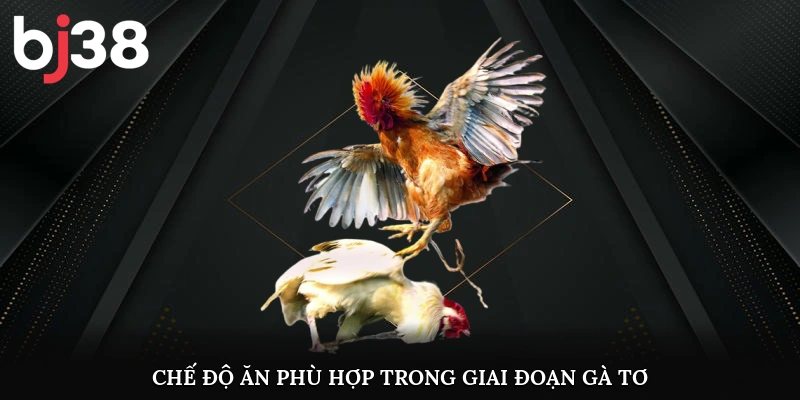 Chế độ ăn phù hợp trong giai đoạn gà tơ