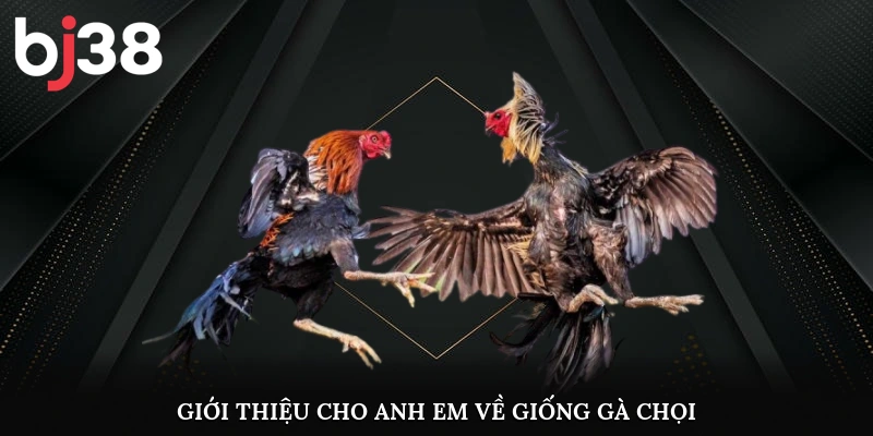 Giới thiệu cho anh em về giống gà chọi 