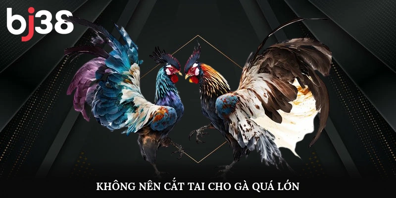 Không nên cắt tai cho gà quá lớn