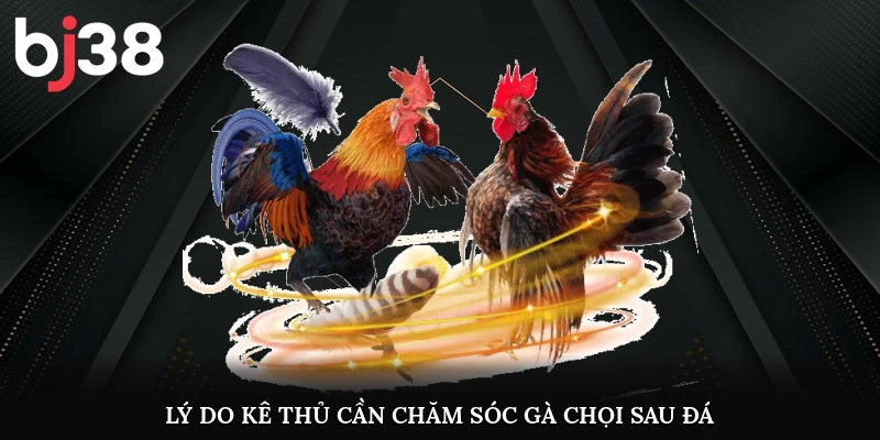 Lý do kê thủ cần chăm sóc gà chọi sau đá