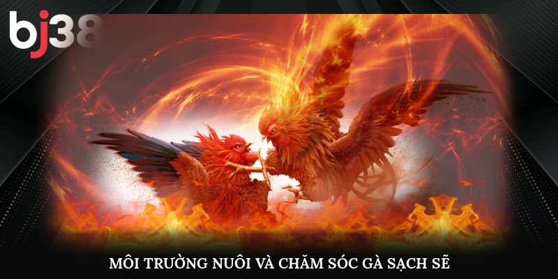 Môi trường nuôi và chăm sóc gà sạch sẽ