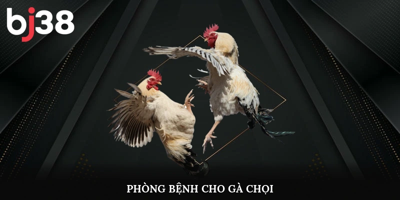 Phòng bệnh cho gà chọi