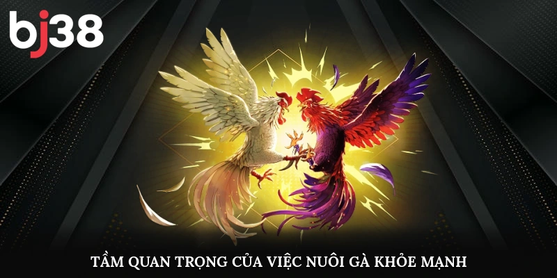 Tầm quan trọng của việc nuôi gà khỏe mạnh