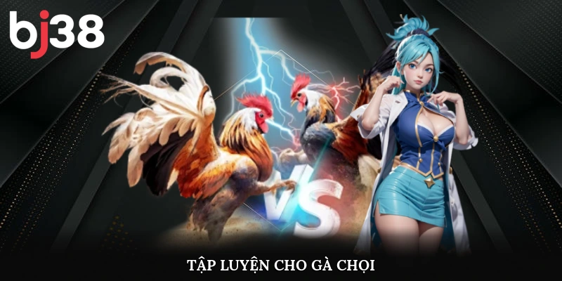 Tập luyện cho gà chọi