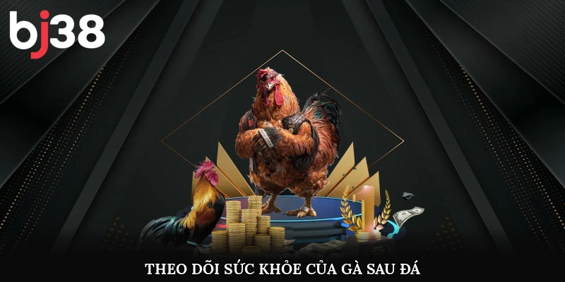 Theo dõi sức khỏe của gà sau đá