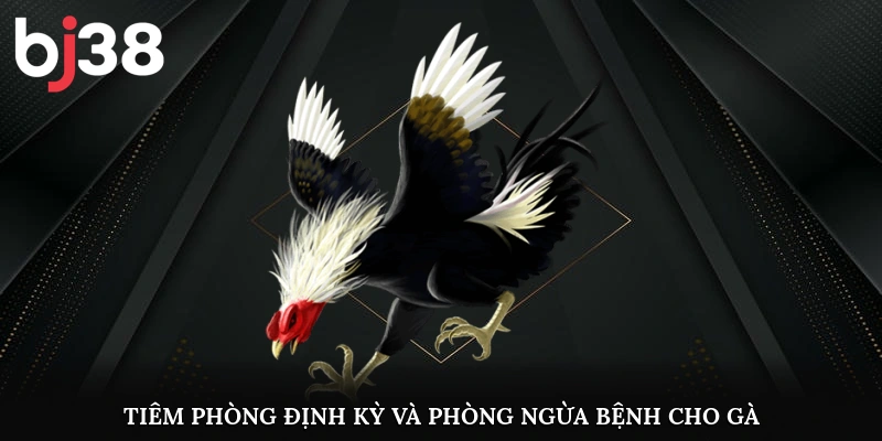 Tiêm phòng định kỳ và phòng ngừa bệnh cho gà 