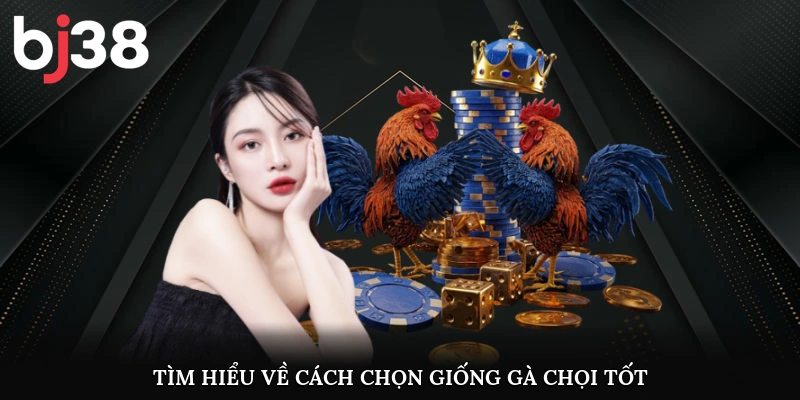 Tìm hiểu nội dung chính về cách chọn giống gà chọi tốt